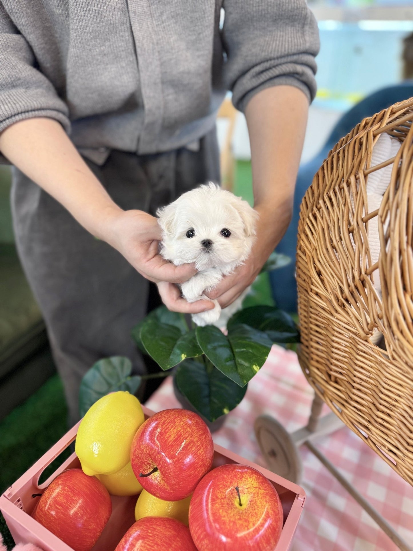 Maltese - Lily(Female) - Beautiful puppy teacup puppy with adorable features available for adoption from Velydog
