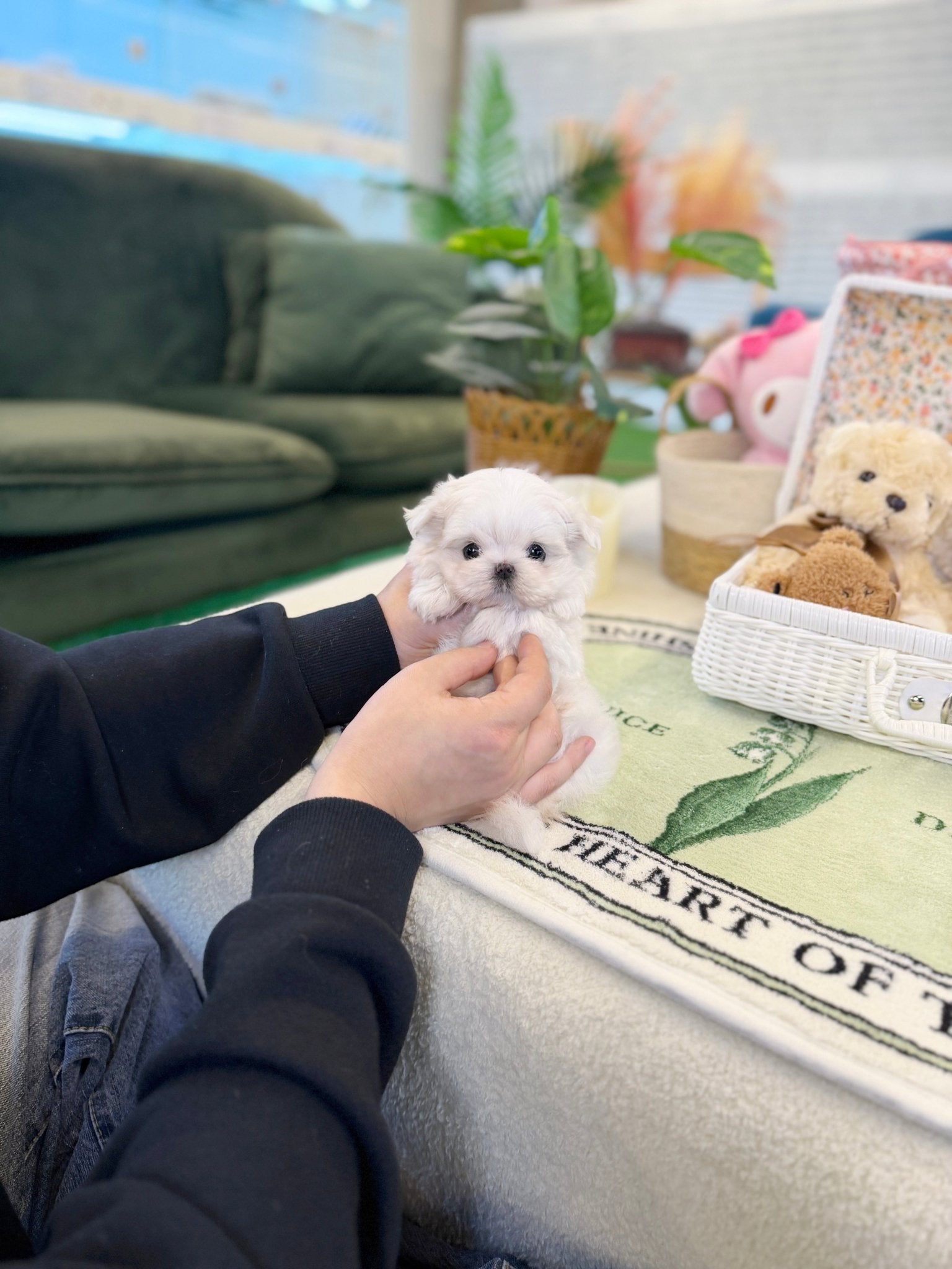 Maltese - Lyn(Female) - Beautiful puppy teacup puppy with adorable features available for adoption from Velydog