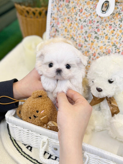 Maltese - Lyn(Female) - Beautiful puppy teacup puppy with adorable features available for adoption from Velydog