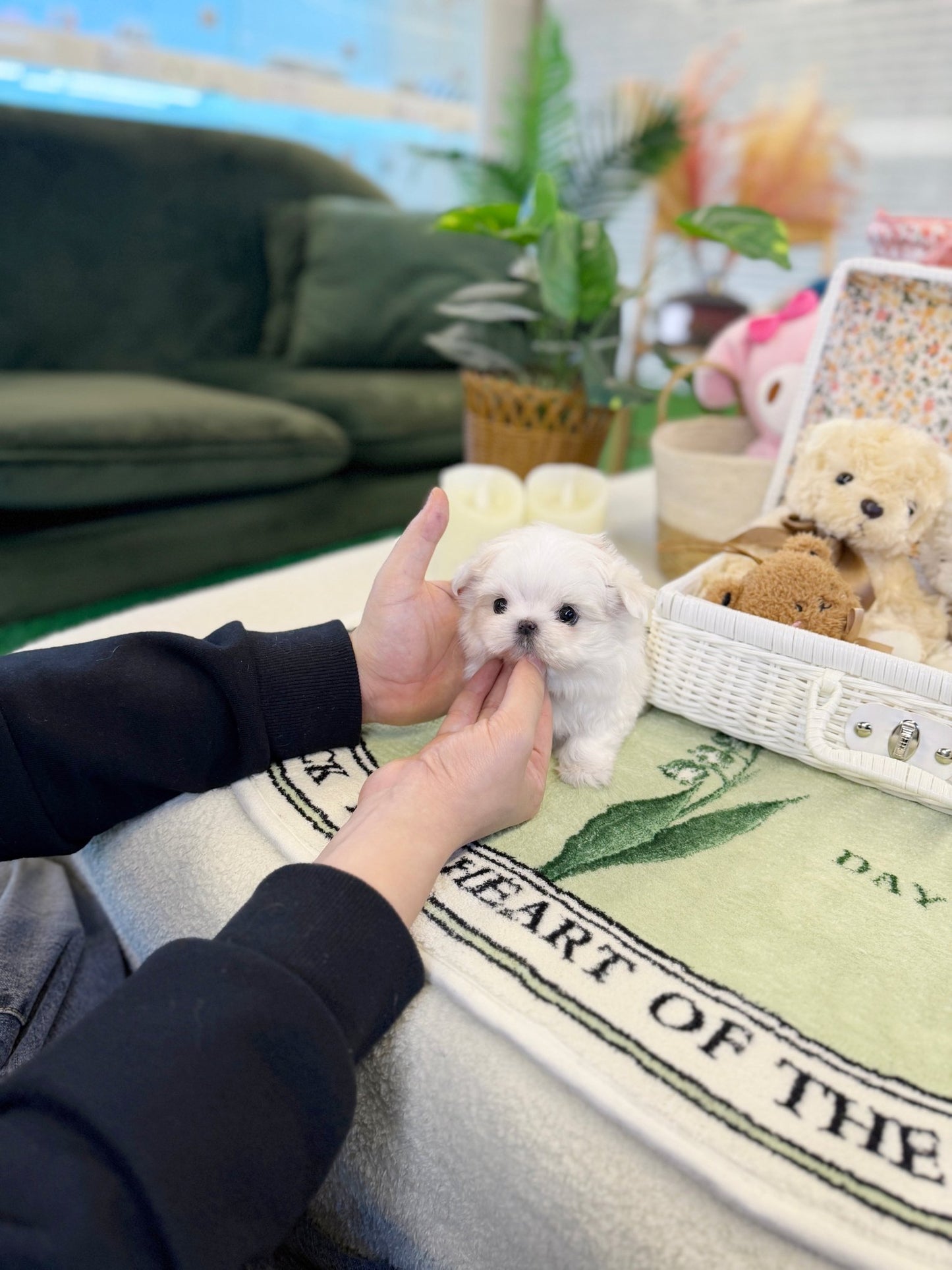 Maltese - Lyn(Female) - Beautiful puppy teacup puppy with adorable features available for adoption from Velydog