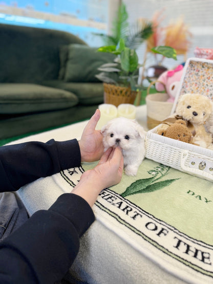 Maltese - Lyn(Female) - Beautiful puppy teacup puppy with adorable features available for adoption from Velydog
