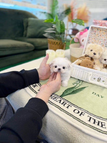 Maltese - Lyn(Female) - Beautiful puppy teacup puppy with adorable features available for adoption from Velydog