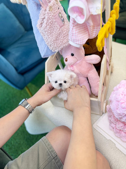 Maltese - Mcqueen(Female) - Beautiful puppy teacup puppy with adorable features available for adoption from Velydog