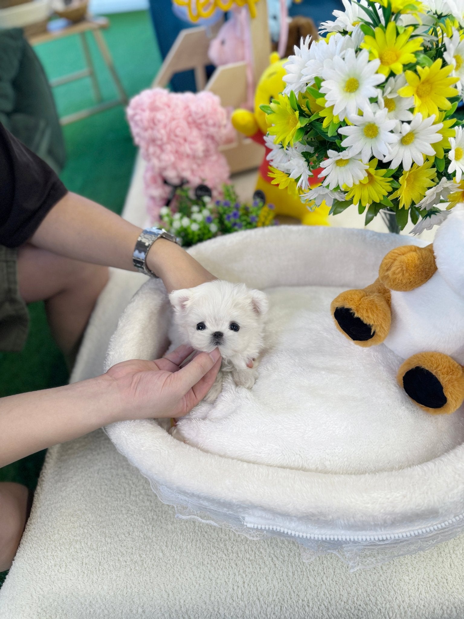 Maltese - Mcqueen(Female) - Beautiful puppy teacup puppy with adorable features available for adoption from Velydog