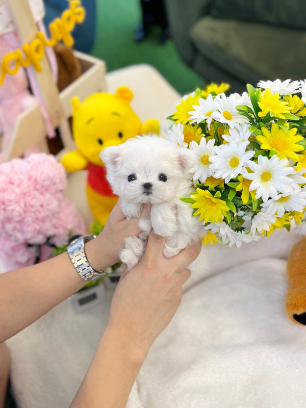 Maltese - Mcqueen(Female) - Beautiful puppy teacup puppy with adorable features available for adoption from Velydog