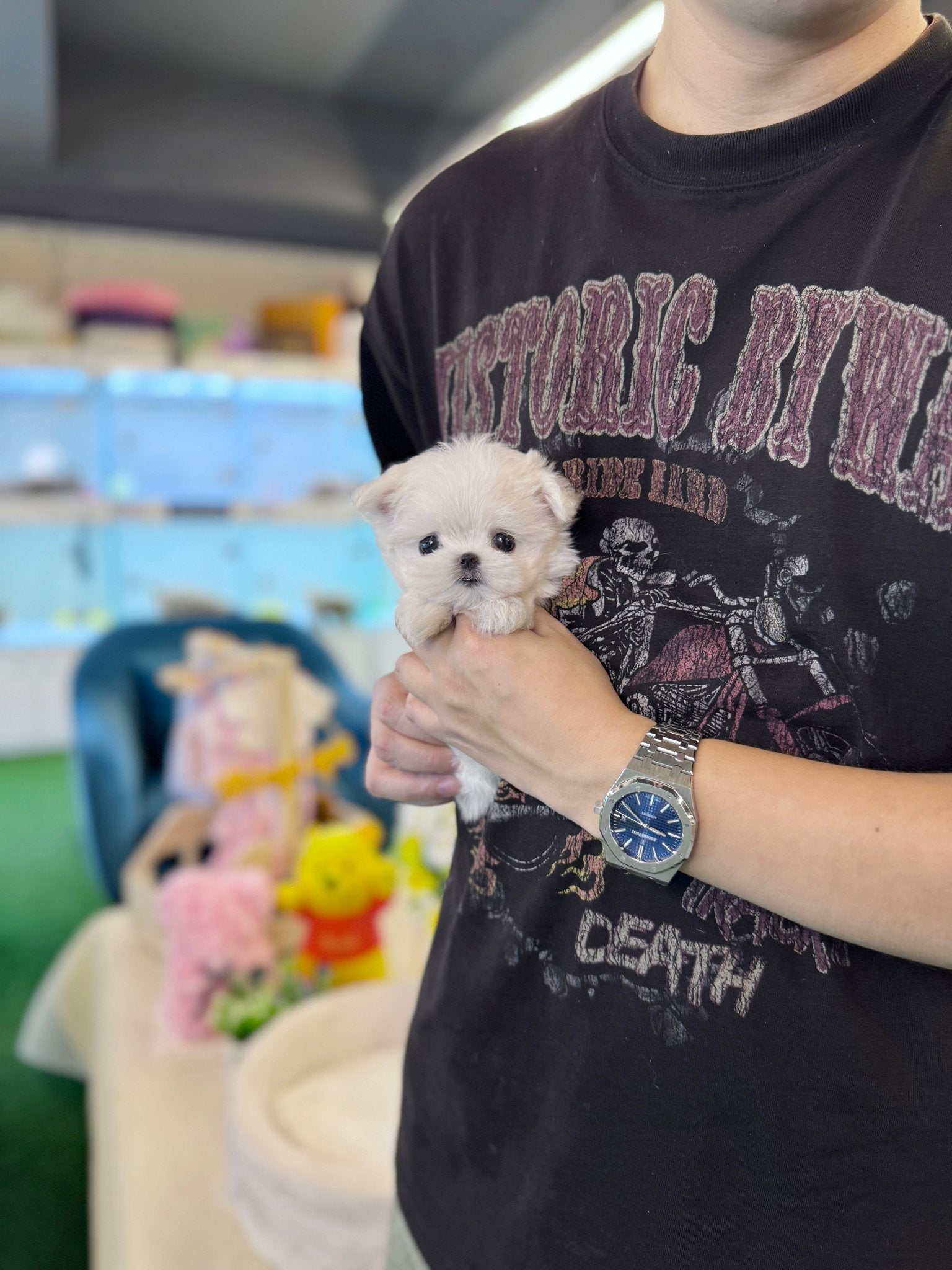 Maltese - Mcqueen(Female) - Beautiful puppy teacup puppy with adorable features available for adoption from Velydog