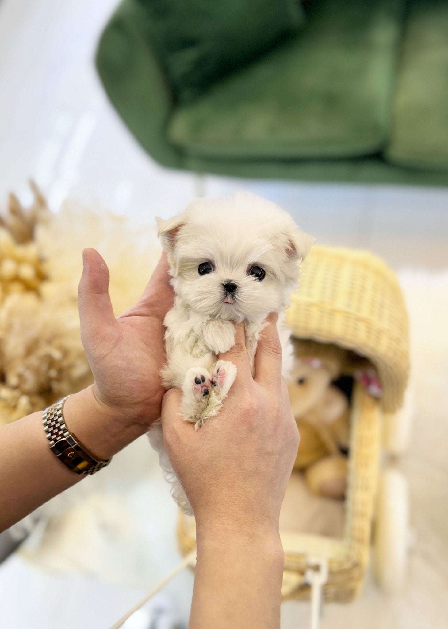 Maltese - Mint(Female) - Beautiful puppy teacup puppy with adorable features available for adoption from Velydog