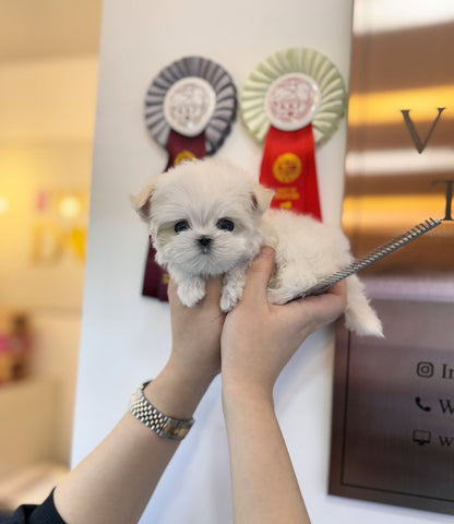 Maltese - Mint(Female) - Beautiful puppy teacup puppy with adorable features available for adoption from Velydog