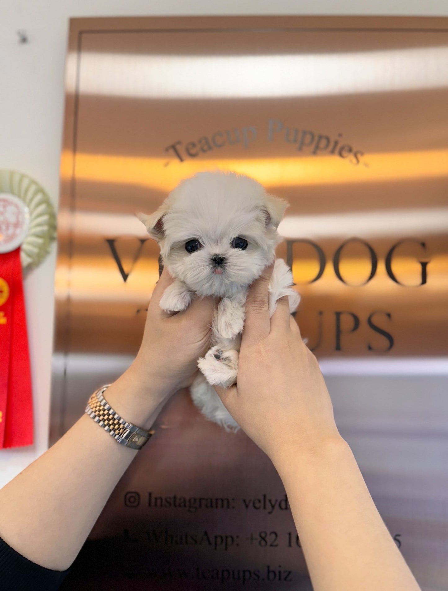 Maltese - Mint(Female) - Beautiful puppy teacup puppy with adorable features available for adoption from Velydog