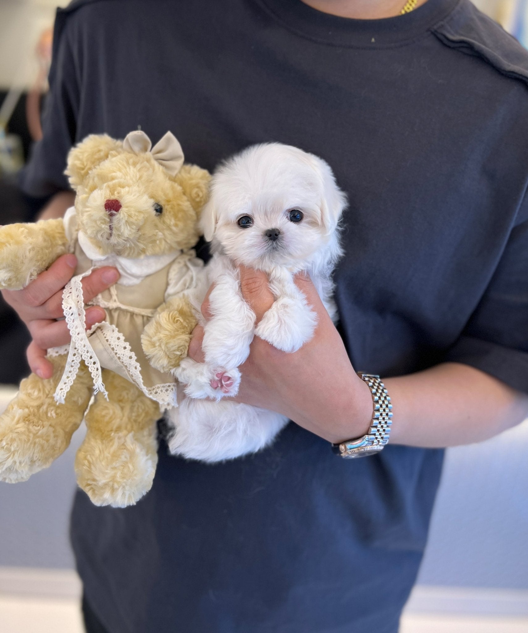 Maltese - Nora(Femae) - Beautiful puppy teacup puppy with adorable features available for adoption from Velydog