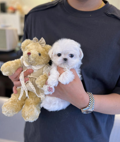 Maltese - Nora(Femae) - Beautiful puppy teacup puppy with adorable features available for adoption from Velydog