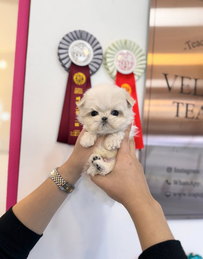 Maltese - Paul(Male) - Beautiful puppy teacup puppy with adorable features available for adoption from Velydog