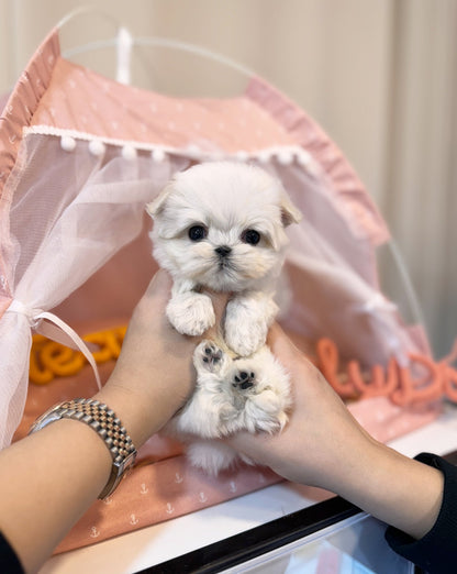 Maltese - Paul(Male) - Beautiful puppy teacup puppy with adorable features available for adoption from Velydog