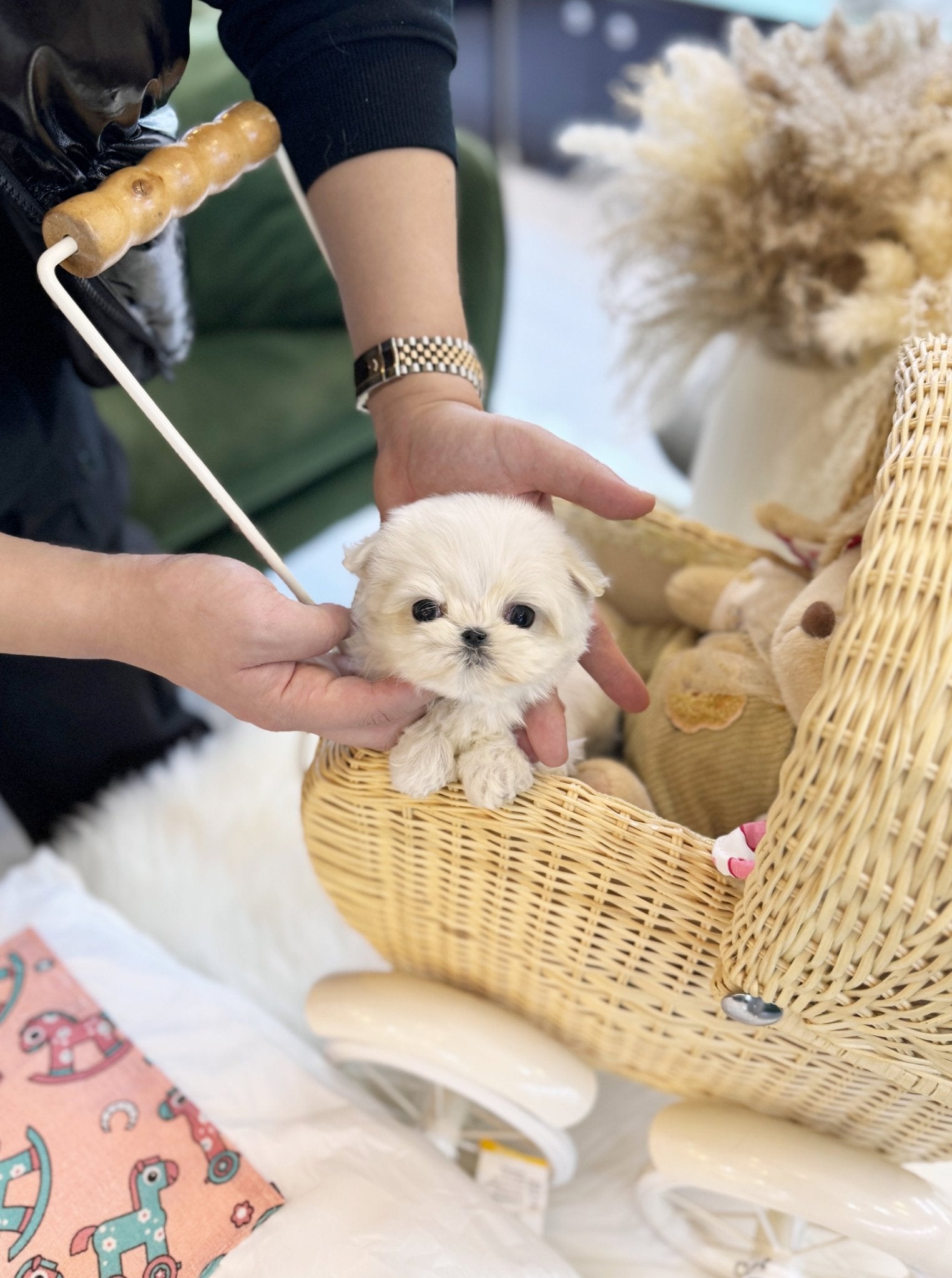 Maltese - Paul(Male) - Beautiful puppy teacup puppy with adorable features available for adoption from Velydog