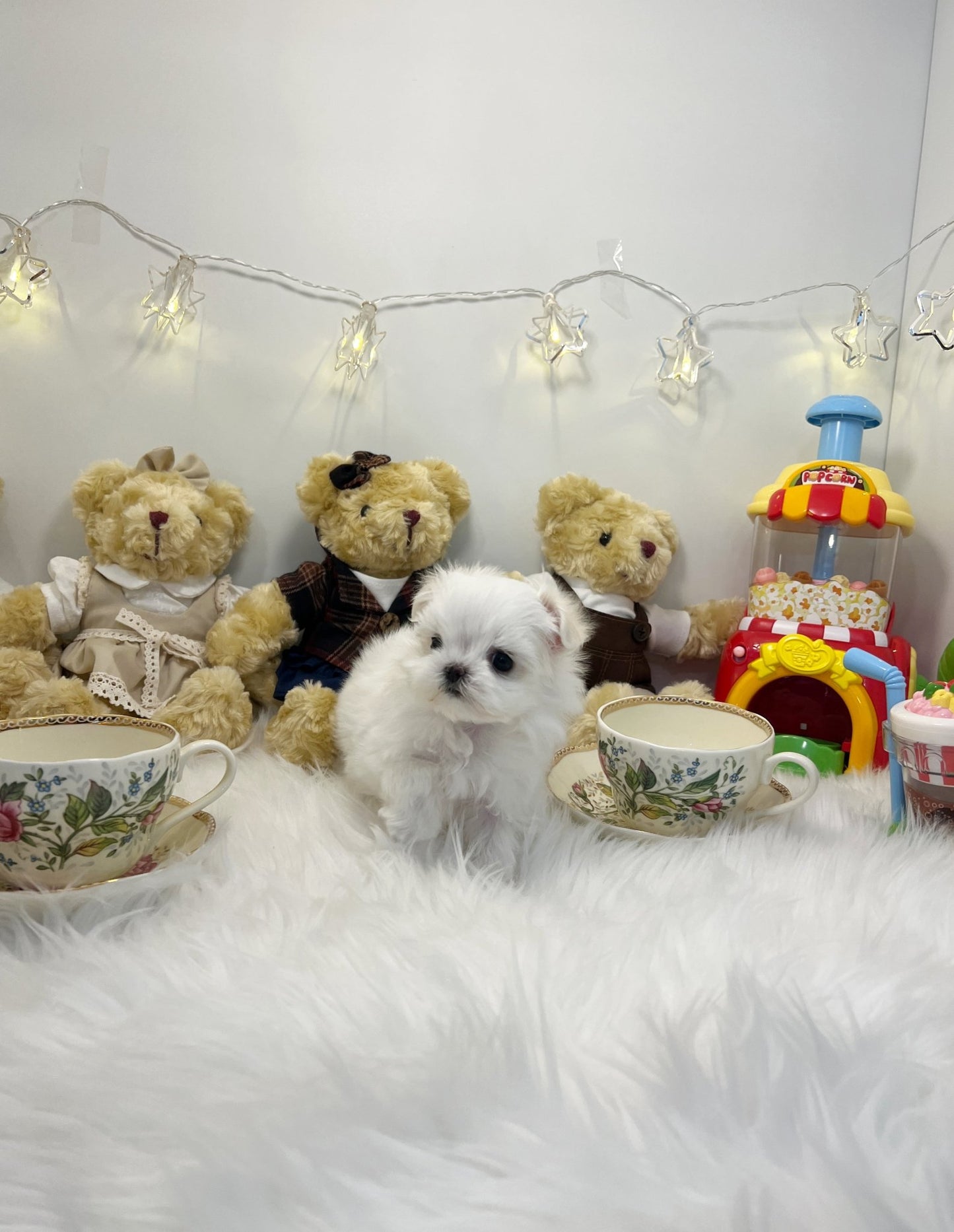 Maltese - Peanut(Female) - Beautiful puppy teacup puppy with adorable features available for adoption from Velydog