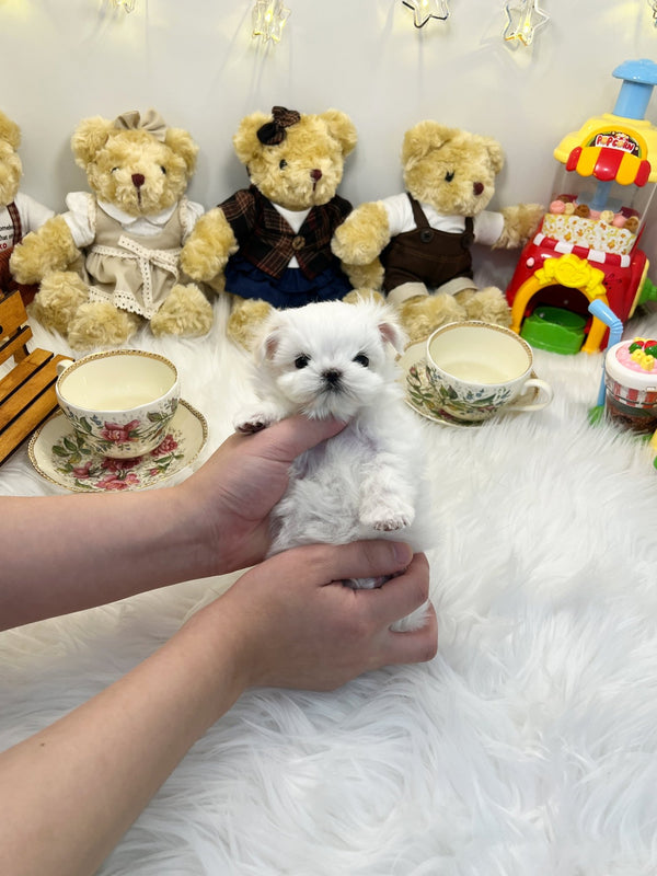 Maltese - Peanut(Female) - Beautiful puppy teacup puppy with adorable features available for adoption from Velydog