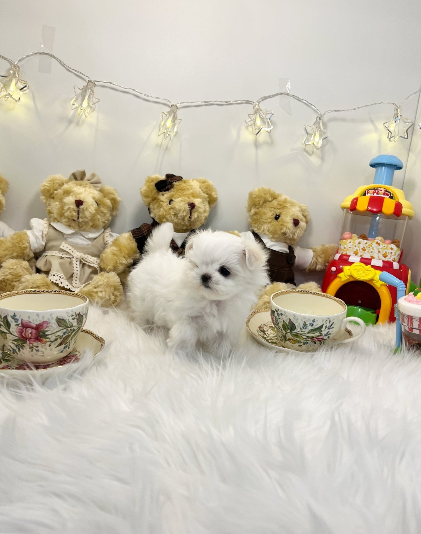 Maltese - Peanut(Female) - Beautiful puppy teacup puppy with adorable features available for adoption from Velydog