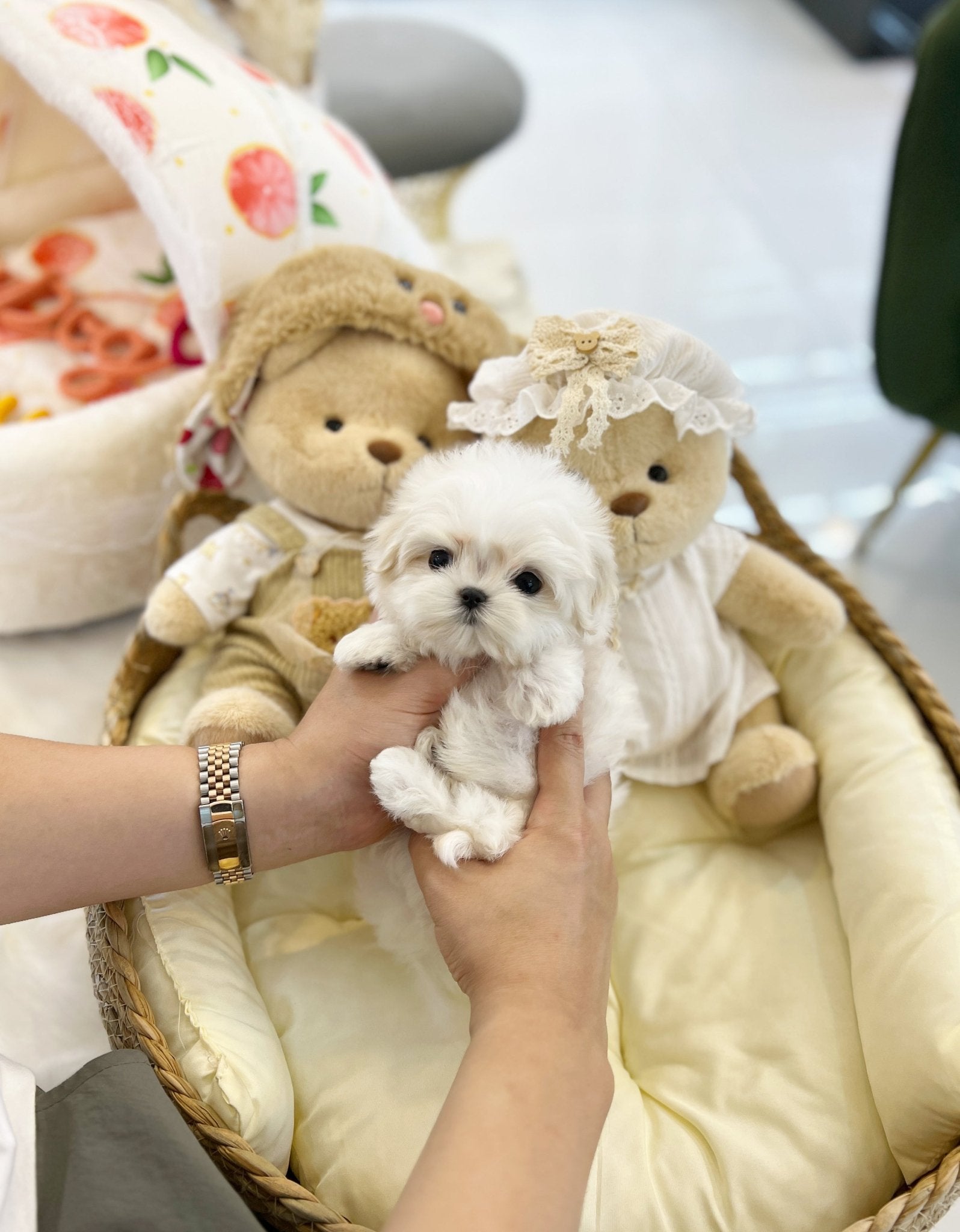 Maltese - Pepper(Male) - Beautiful puppy teacup puppy with adorable features available for adoption from Velydog