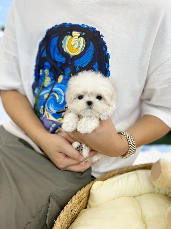 Maltese - Pepper(Male) - Beautiful puppy teacup puppy with adorable features available for adoption from Velydog