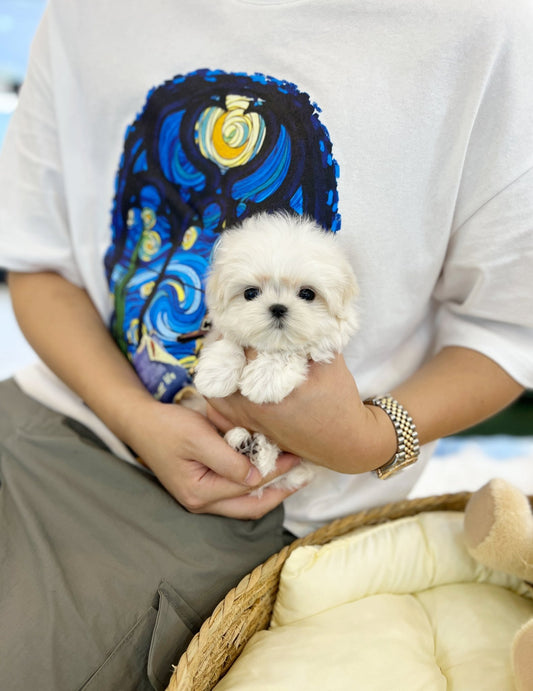 Maltese - Pepper(Male) - Beautiful puppy teacup puppy with adorable features available for adoption from Velydog