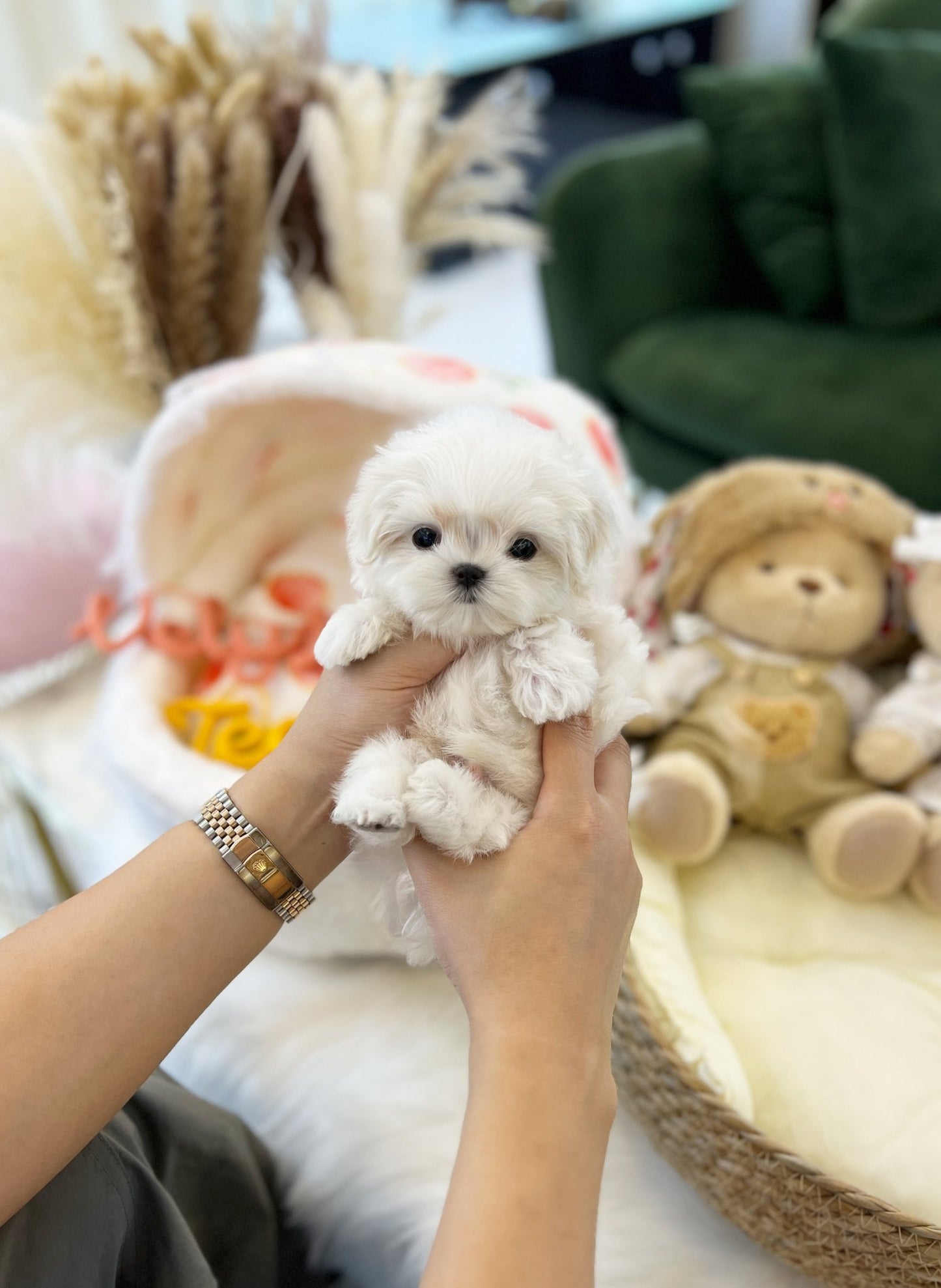 Maltese - Pepper(Male) - Beautiful puppy teacup puppy with adorable features available for adoption from Velydog