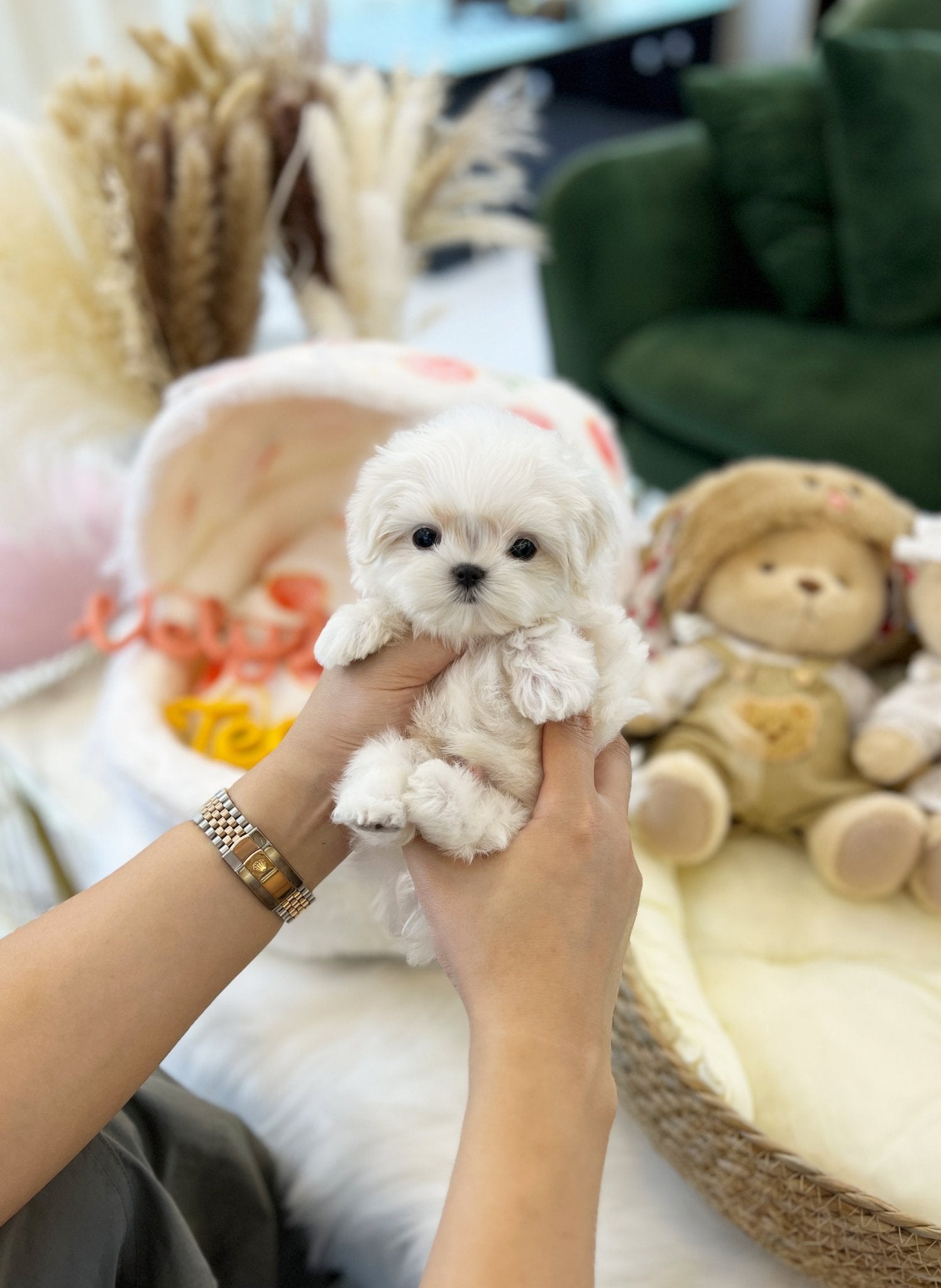 Maltese - Pepper(Male) - Beautiful puppy teacup puppy with adorable features available for adoption from Velydog