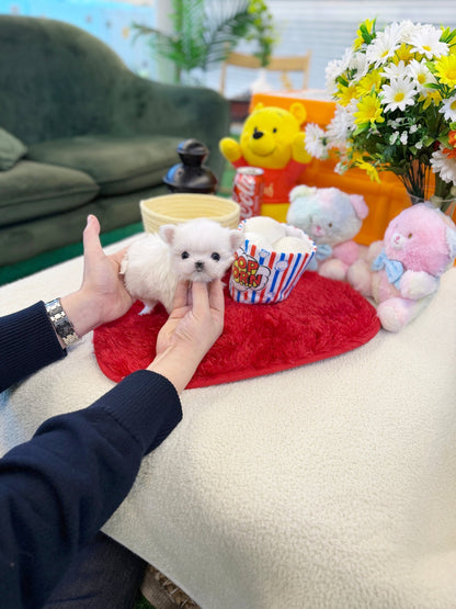 Maltese - Rain(Male) - Beautiful puppy teacup puppy with adorable features available for adoption from Velydog