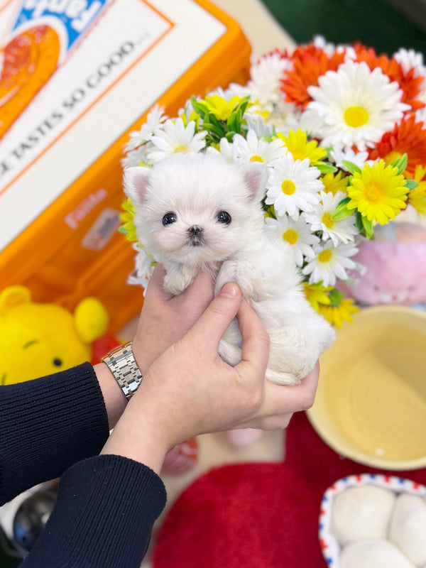 Maltese - Rain(Male) - Beautiful puppy teacup puppy with adorable features available for adoption from Velydog
