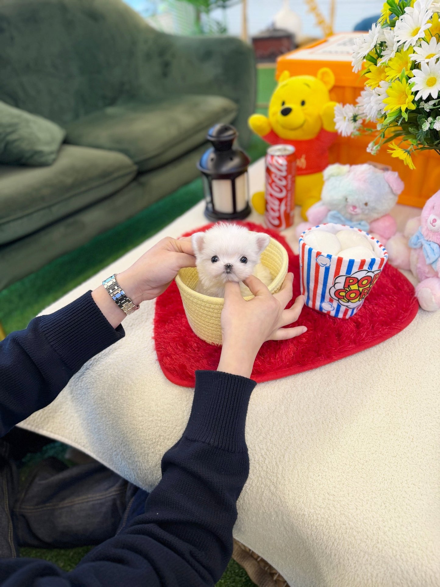 Maltese - Rain(Male) - Beautiful puppy teacup puppy with adorable features available for adoption from Velydog