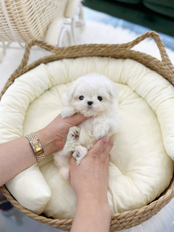 Maltese - Rookie(Male) - Beautiful puppy teacup puppy with adorable features available for adoption from Velydog
