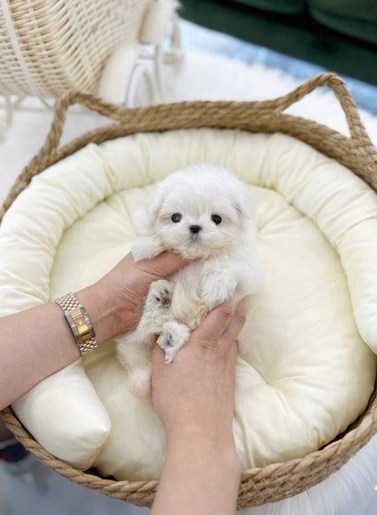 Maltese - Rookie(Male) - Beautiful puppy teacup puppy with adorable features available for adoption from Velydog