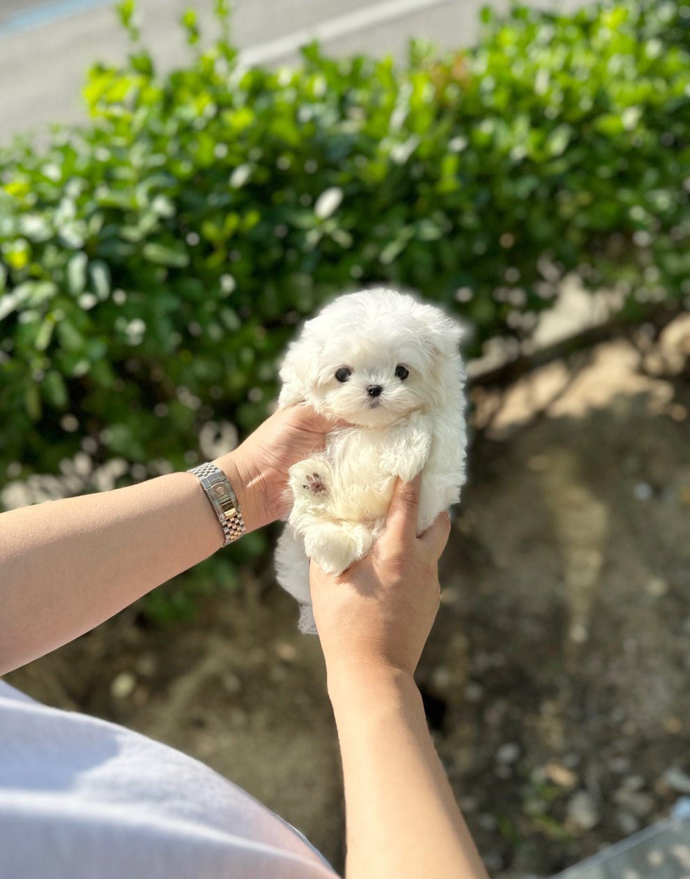 Maltese - Rookie(Male) - Beautiful puppy teacup puppy with adorable features available for adoption from Velydog