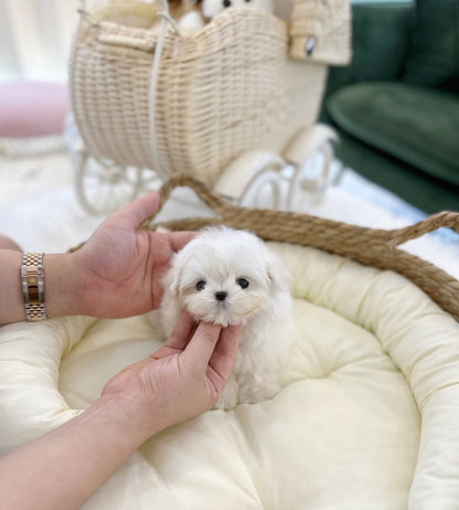 Maltese - Rookie(Male) - Beautiful puppy teacup puppy with adorable features available for adoption from Velydog