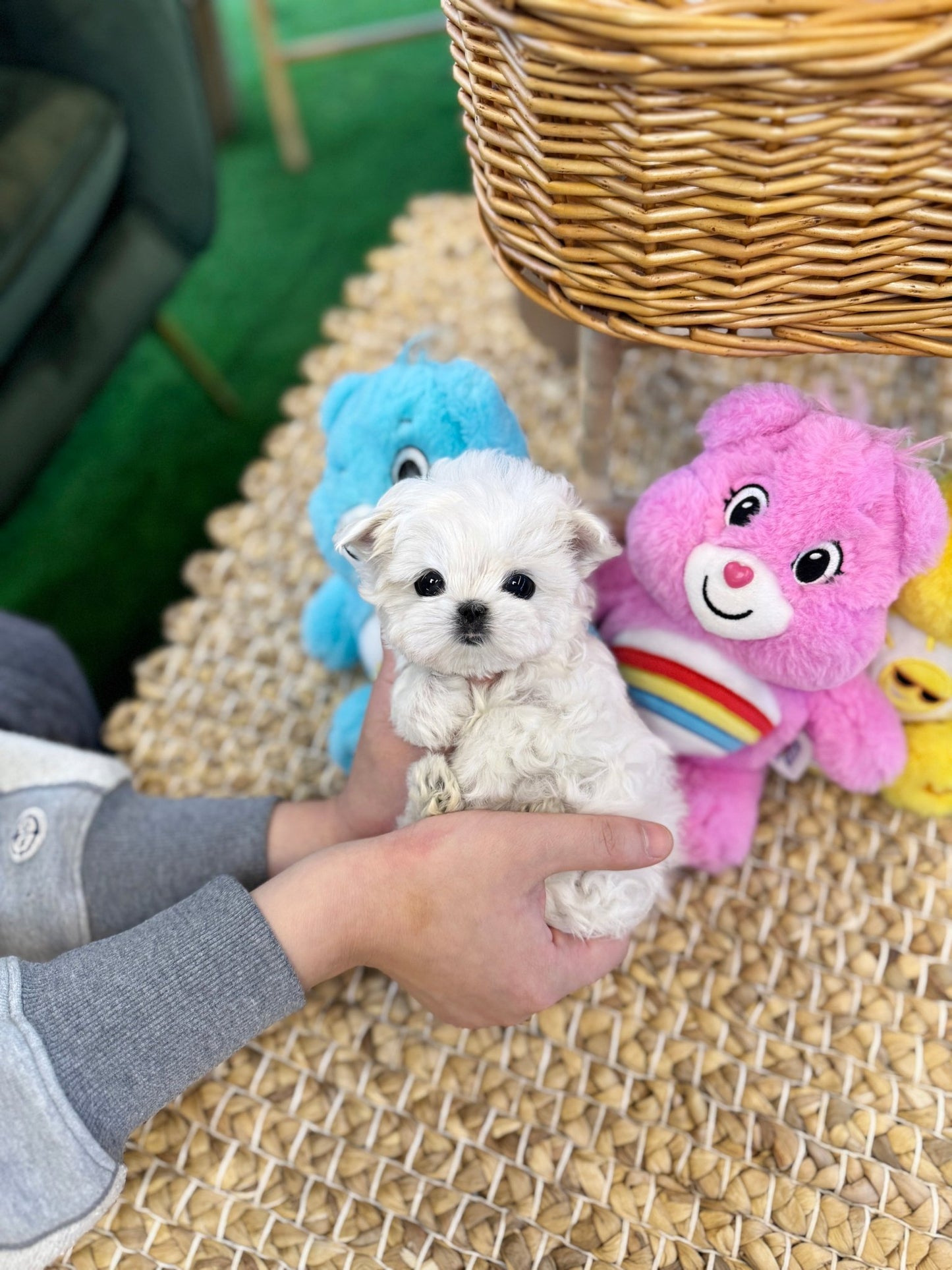 Maltese - Roxy(Female) - Beautiful puppy teacup puppy with adorable features available for adoption from Velydog