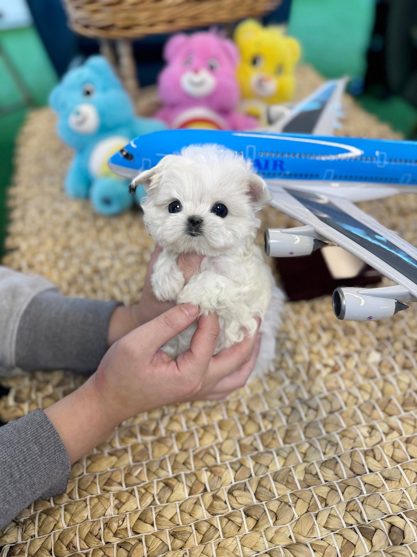 Maltese - Roxy(Female) - Beautiful puppy teacup puppy with adorable features available for adoption from Velydog