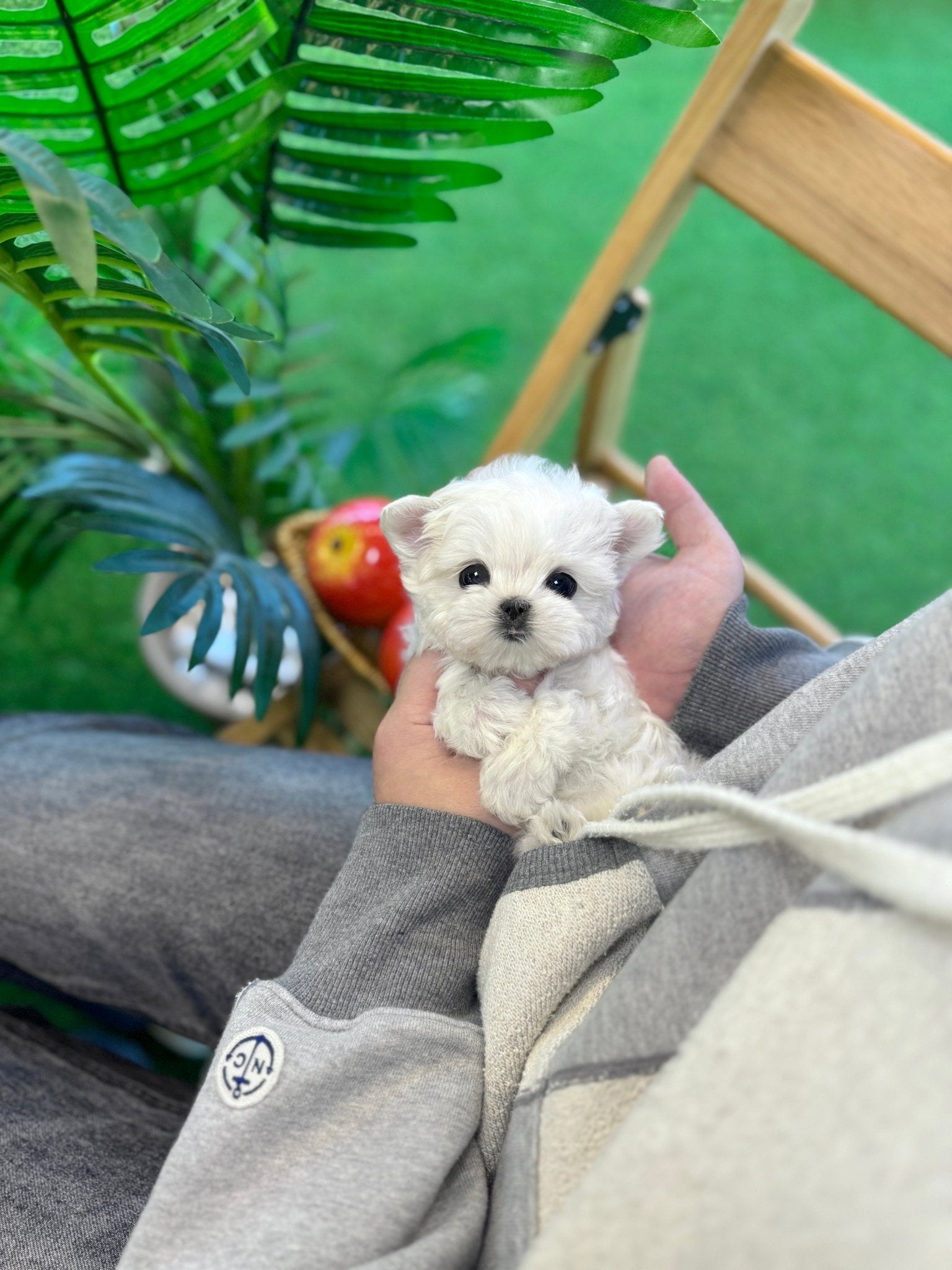 Maltese - Roxy(Female) - Beautiful puppy teacup puppy with adorable features available for adoption from Velydog