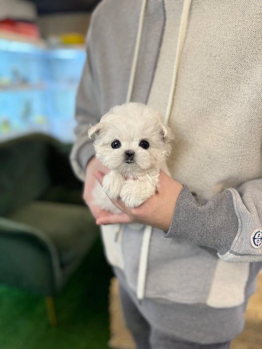 Maltese - Roxy(Female) - Beautiful puppy teacup puppy with adorable features available for adoption from Velydog