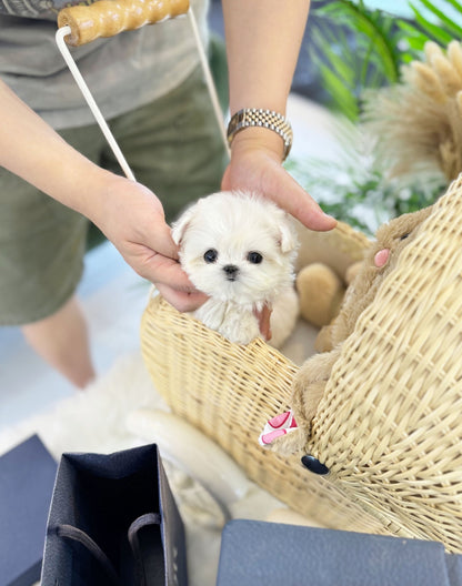 Maltese - Sasha(Female) - Beautiful puppy teacup puppy with adorable features available for adoption from Velydog