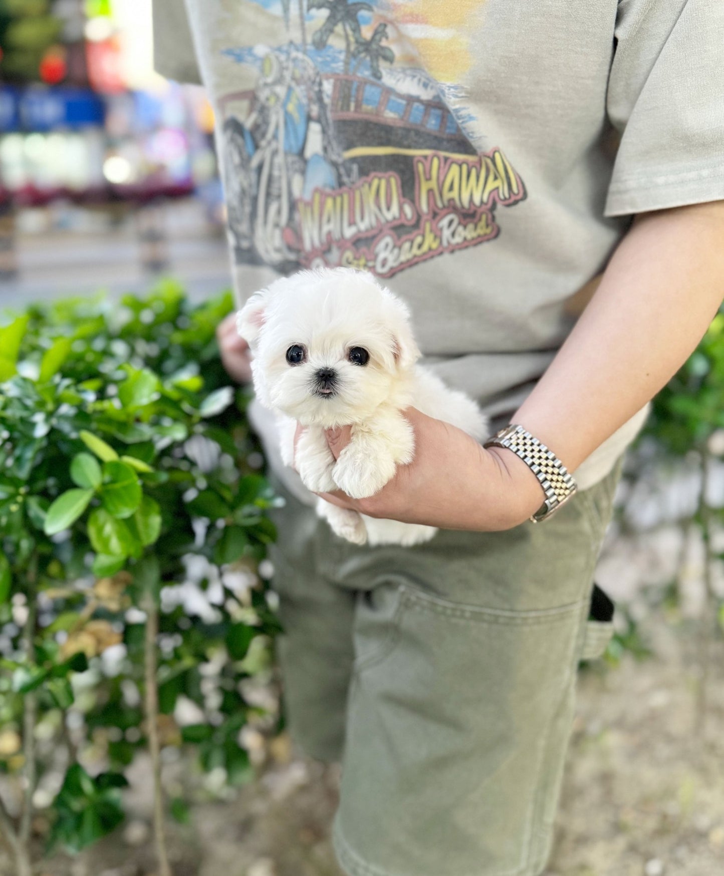 Maltese - Sasha(Female) - Beautiful puppy teacup puppy with adorable features available for adoption from Velydog