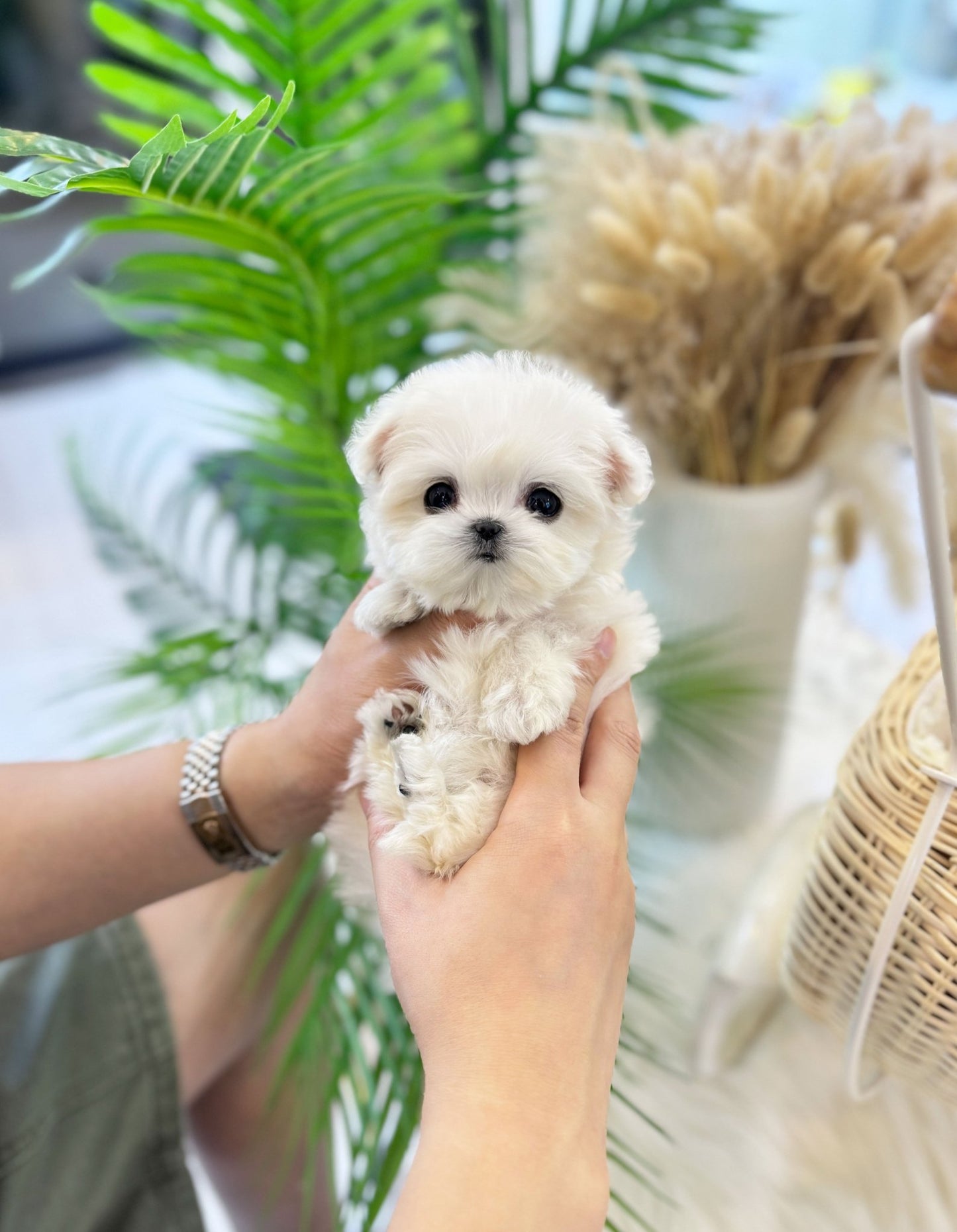 Maltese - Sasha(Female) - Beautiful puppy teacup puppy with adorable features available for adoption from Velydog