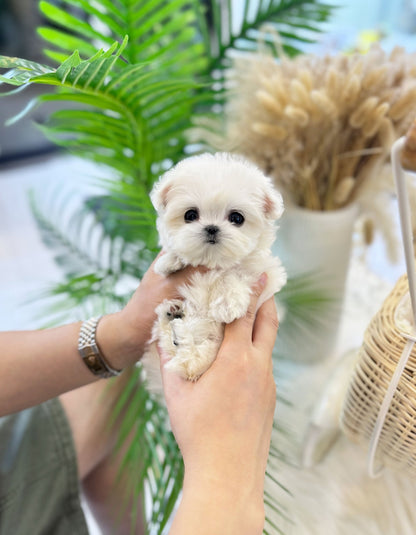 Maltese - Sasha(Female) - Beautiful puppy teacup puppy with adorable features available for adoption from Velydog