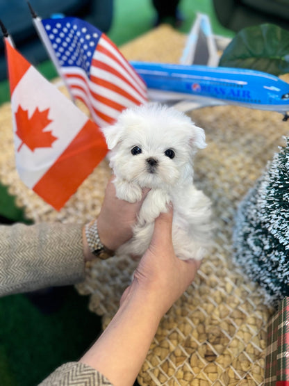 Maltese - Seraphin(Female) - Beautiful puppy teacup puppy with adorable features available for adoption from Velydog