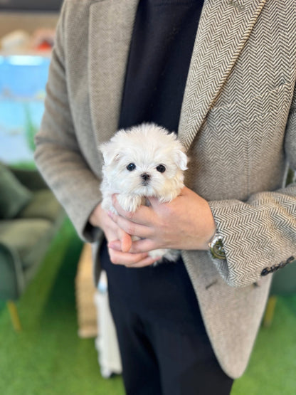 Maltese - Seraphin(Female) - Beautiful puppy teacup puppy with adorable features available for adoption from Velydog