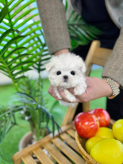 Maltese - Seraphin(Female) - Beautiful puppy teacup puppy with adorable features available for adoption from Velydog