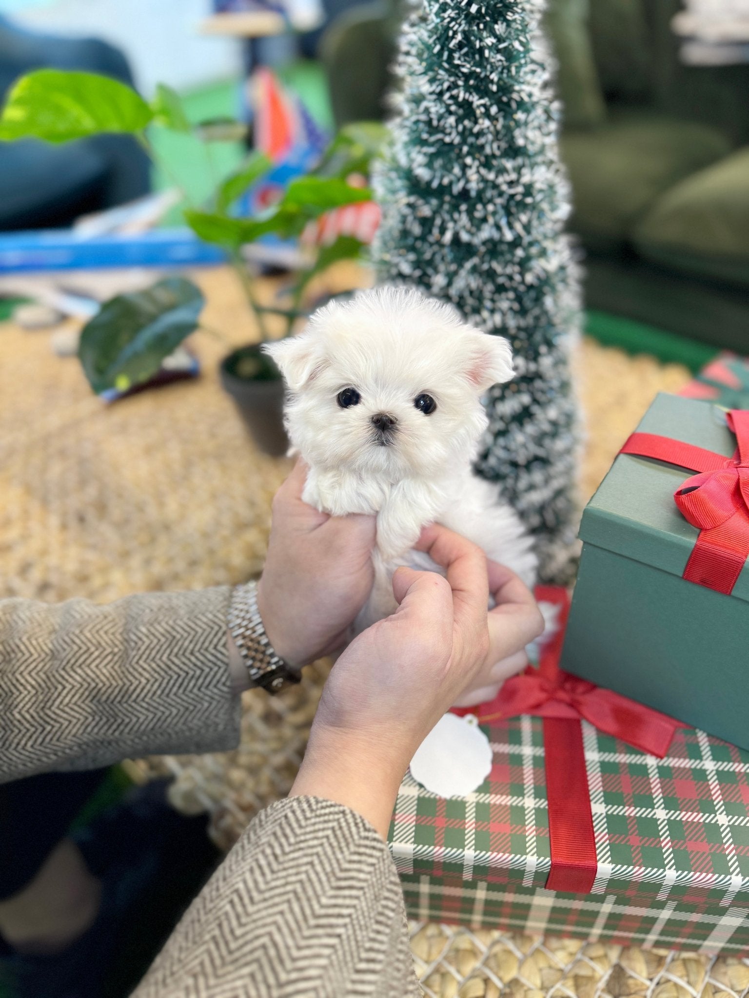 Maltese - Seraphin(Female) - Beautiful puppy teacup puppy with adorable features available for adoption from Velydog