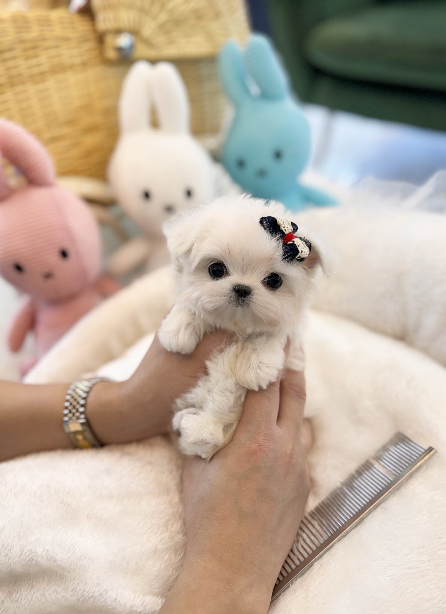 Maltese - Shugi(Female) - Beautiful puppy teacup puppy with adorable features available for adoption from Velydog