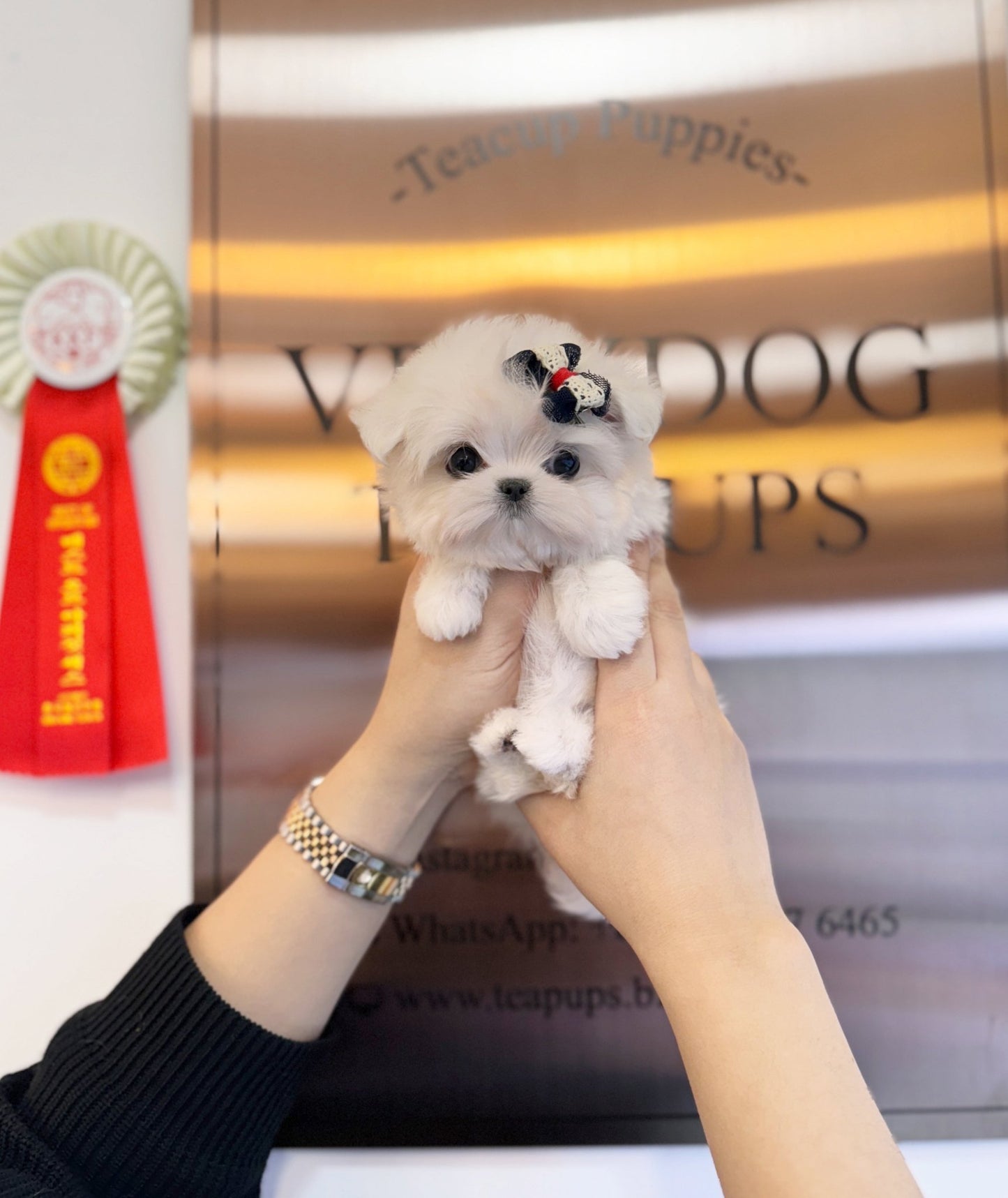 Maltese - Shugi(Female) - Beautiful puppy teacup puppy with adorable features available for adoption from Velydog