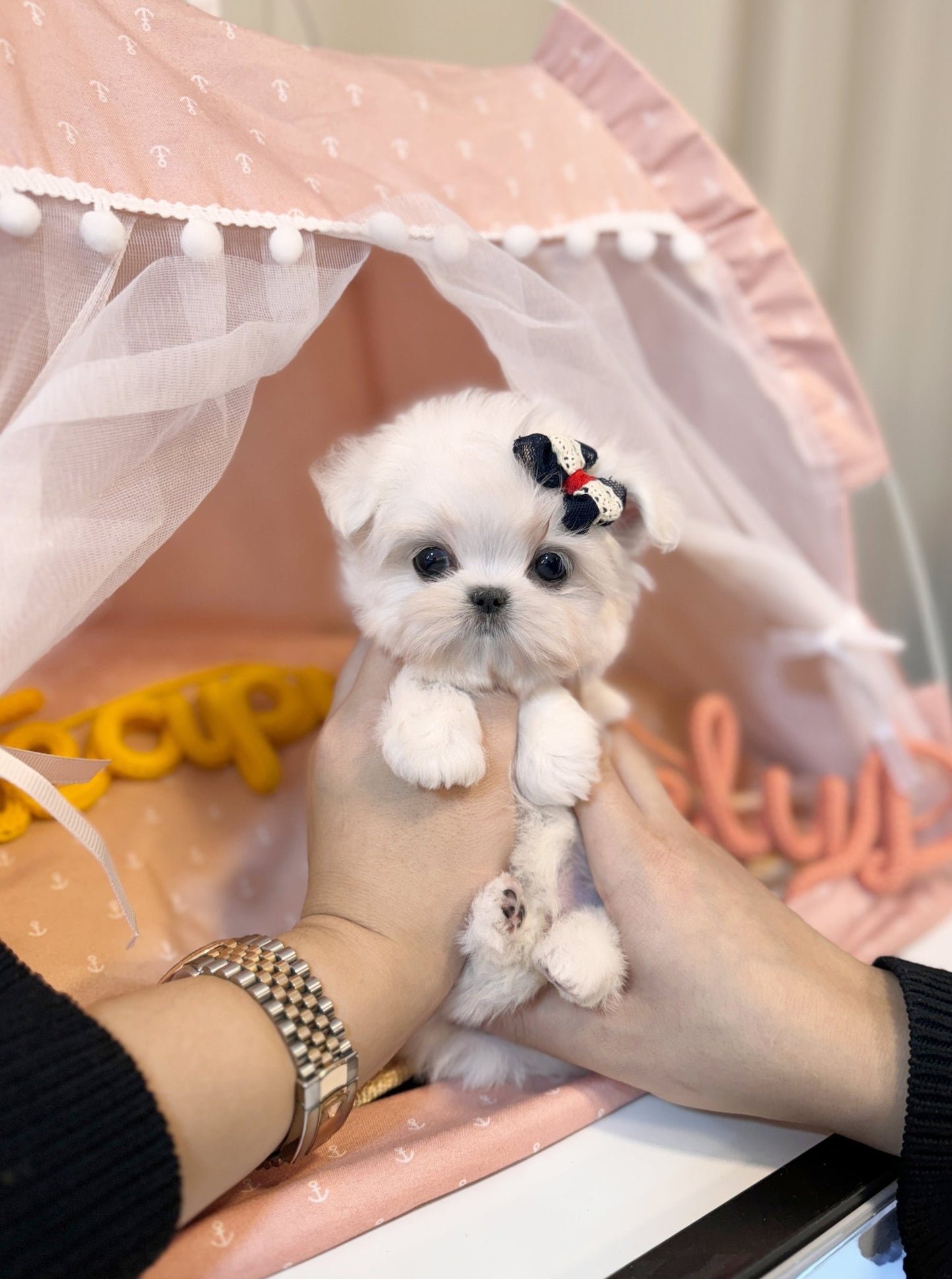 Maltese - Shugi(Female) - Beautiful puppy teacup puppy with adorable features available for adoption from Velydog