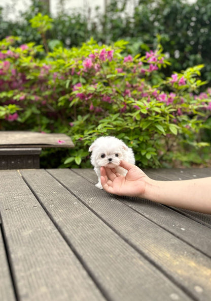 Maltese - Siro(Female) - Beautiful puppy teacup puppy with adorable features available for adoption from Velydog