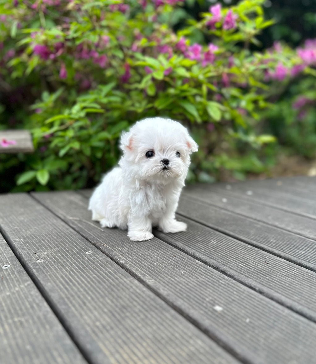 Maltese - Siro(Female) - Beautiful puppy teacup puppy with adorable features available for adoption from Velydog